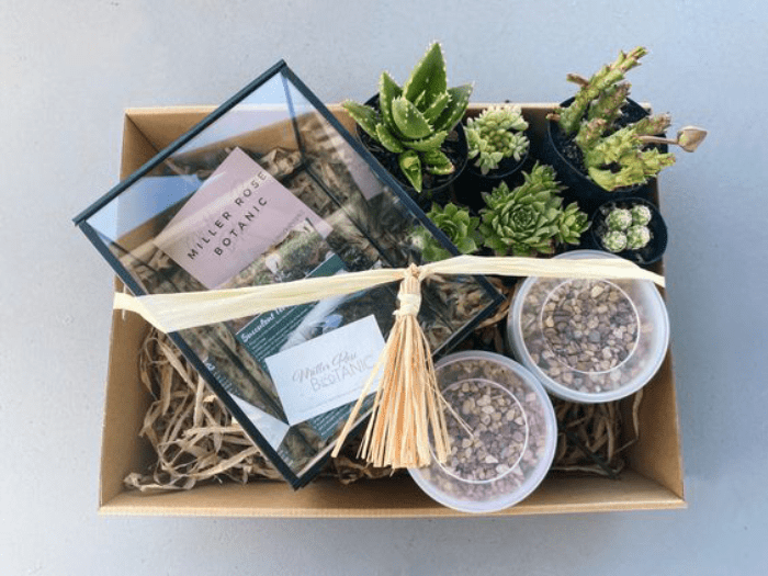 DIY Succulent Terrarium Kit: A Gift for Nature Lovers