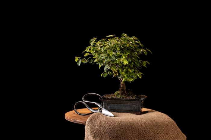 Bonsai Tree Kit